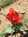 لاله کوه